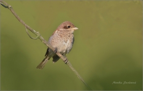 <p>ŤUHÝK OBECNÝ (Lanius collurio) Šluknovsko - Jiříkov /Red-backed shrike - Neuntöter/</p>